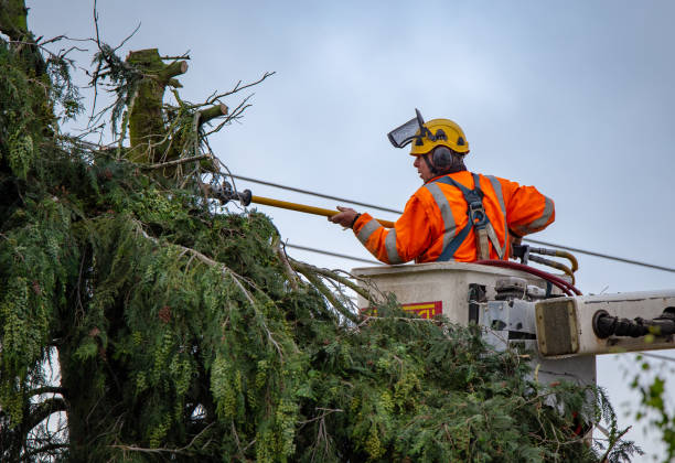 Reliable Vernon Valley, NJ Tree Services Solutions